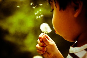 Dandelion_by_Alonso_Mayo_via Flickr CC licensing