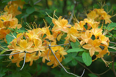 Orange bloomy flowering tree near the Explorers Garden along Beech Path on Bussey Hill. 2010. By Chris Devers. By CC 2.0.