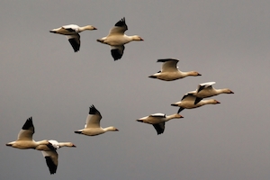 snow_geese_formation_in_new_jersey_-_by_hjhipster_cc-license300x200